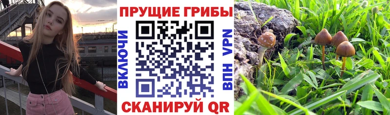 блэк спрут вход  Белебей  Галлюциногенные грибы MAGIC MUSHROOMS 